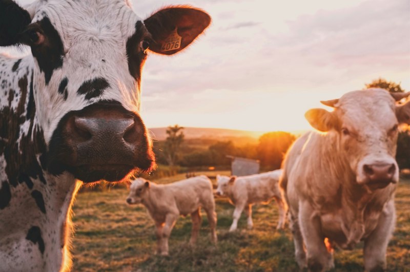 Pasture